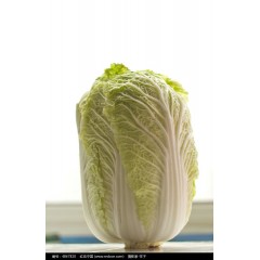 大白菜一棵约2.5斤