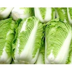 大白菜一棵约2.5斤